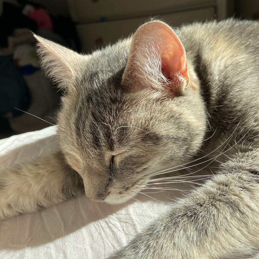 Meet your Posher, Lily